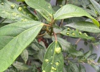 Why the Mulberry Leaf Has Bumpy Blemishes: Are These Edible or Not?