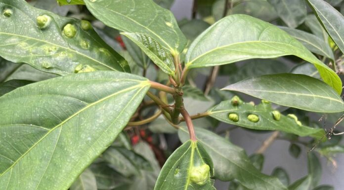 Why the Mulberry Leaf Has Bumpy Blemishes: Are These Edible or Not?