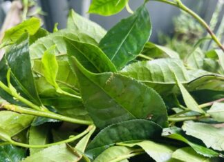 The Art of Brewing Fresh Tea: Achieving Clarity and Smoothness Without a Bitter Aftertaste