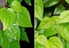 The Betel Leaf: A Medicinal Powerhouse – 7 Effective Home Remedies Using Betel Leaves
