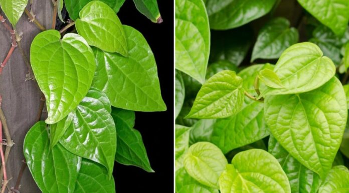 The Betel Leaf: A Medicinal Powerhouse – 7 Effective Home Remedies Using Betel Leaves