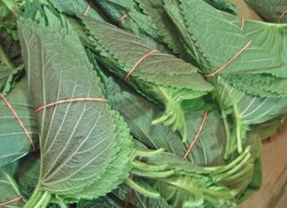 Sesame Leaves: The ‘Ginseng of the Common People’ – Unveiling Surprising Health Benefits and Preparation Methods