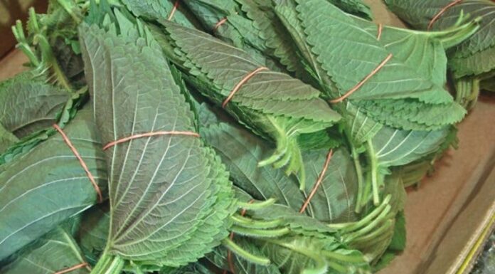 Sesame Leaves: The ‘Ginseng of the Common People’ – Unveiling Surprising Health Benefits and Preparation Methods