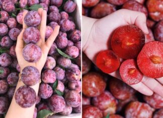 The Ultimate Summer Treat: Homemade Plum Syrup for a Year-Round Delight