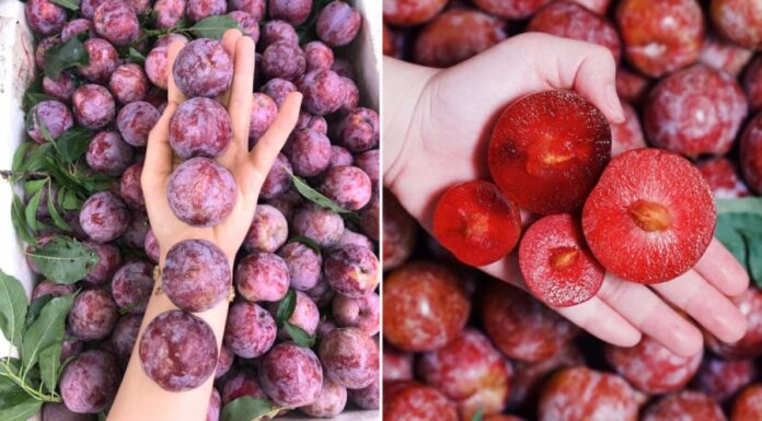 The Ultimate Summer Treat: Homemade Plum Syrup for a Year-Round Delight