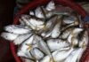 The Ultimate Delicacy: A Rare Fish Found Only in Hung Yen, Vietnam