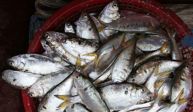 The Ultimate Delicacy: A Rare Fish Found Only in Hung Yen, Vietnam