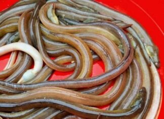 The Ugly yet Delicious: A Strange-looking Fish in Thanh Hoa that Costs a Fortune but is Still in High Demand