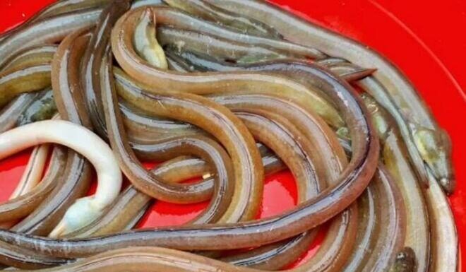 The Ugly yet Delicious: A Strange-looking Fish in Thanh Hoa that Costs a Fortune but is Still in High Demand