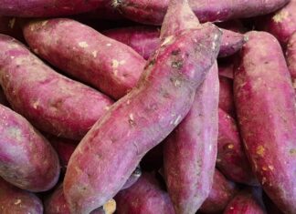 The Ugly, Unsung Tuber: A Powerful Cancer-Fighting “Superfood” Hiding in Plain Sight.