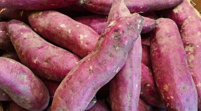 The Ugly, Unsung Tuber: A Powerful Cancer-Fighting “Superfood” Hiding in Plain Sight.
