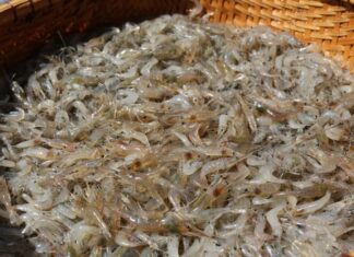 A Tiny Seafood Treat, Packed With More Calcium Than Soy: A Summer Superfood for Strong and Healthy Bones.