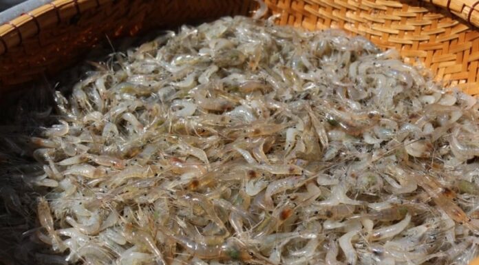 A Tiny Seafood Delight: Packed With More Calcium Than Soy, This Summer Treat Strengthens Your Bones.