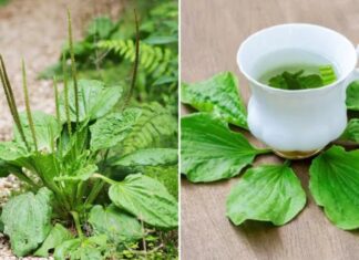 The Ultimate Detox: A Natural Remedy for a Healthy Liver