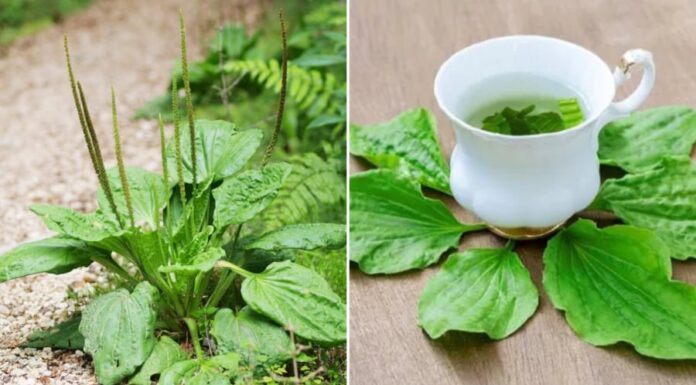 The Ultimate Detox: A Natural Remedy for a Healthy Liver