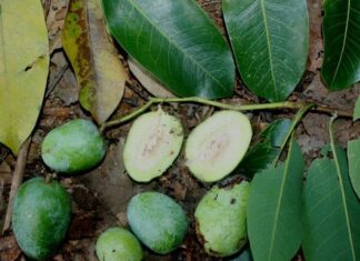 The Forgotten Wild Berry: From Neglected to Sought-After Delicacy, This Fruit Boasts a Unique Flavor and Health Benefits at 140,000 VND per Kilogram.