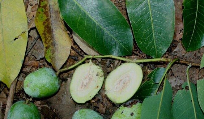 The Forgotten Wild Berry: From Neglected to Sought-After Delicacy, This Fruit Boasts a Unique Flavor and Health Benefits at 140,000 VND per Kilogram.