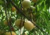 The Forgotten Wild Fruit: From Neglect to Summer Delicacy, City Dwellers Drive Up Demand with a Price Tag of 180,000 VND/kg