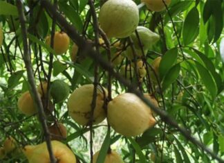 The Forgotten Wild Fruit: From Neglect to Summer Delicacy, City Dwellers Drive Up Demand with a Price Tag of 180,000 VND/kg