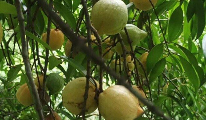 The Forgotten Wild Fruit: From Neglect to Summer Delicacy, City Dwellers Drive Up Demand with a Price Tag of 180,000 VND/kg