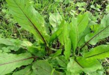 Foraging for a Forgotten Green: The Wild Weed That’s Now a Delicacy