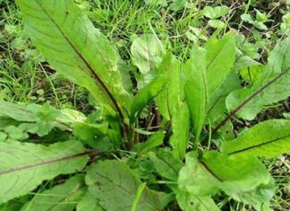 Foraging for a Forgotten Green: The Wild Weed That’s Now a Delicacy
