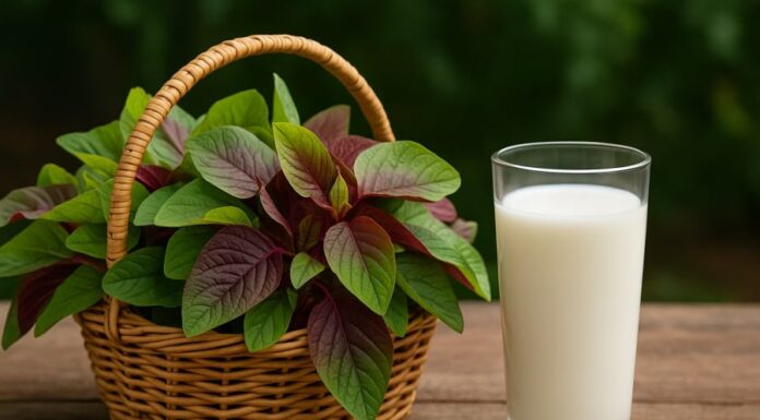 “The Ultimate Calcium-Rich Vegetable: Nature’s Secret to Lowering Cholesterol and Preventing Cancer”