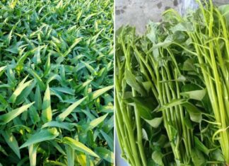 “Food Safety Alert: Experts Warn Against Consuming These Raw Vegetables Due to Parasite Risk”