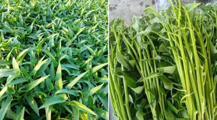 “Food Safety Alert: Experts Warn Against Consuming These Raw Vegetables Due to Parasite Risk”