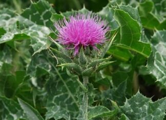 7 Herbal Allies for Fatty Liver Support: Nature’s Gentle Healers, Used Wisely