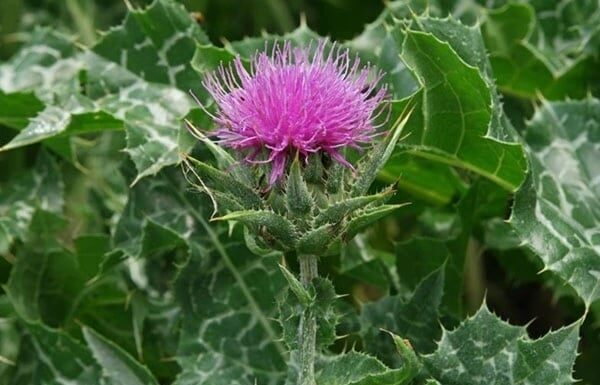 7 Herbal Allies for Fatty Liver Support: Nature’s Gentle Healers, Used Wisely