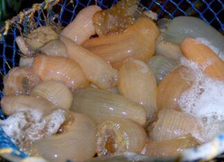 “The Ultimate Male Tonic: A Rare Creature Unique to Nghe An Province’s Deep Seas”