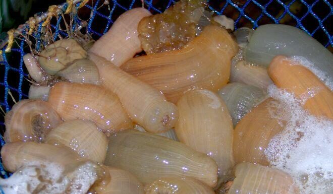 “The Ultimate Male Tonic: A Rare Creature Unique to Nghe An Province’s Deep Seas”