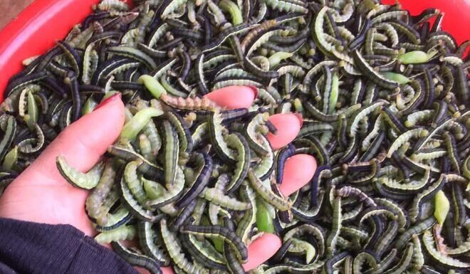 The Ultimate Delicacy Hiding in Vietnam’s Central Highlands: “Forest Shrimp”