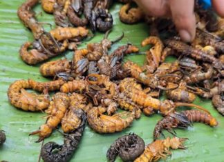The Terrifying Creature That’s Actually a Delicacy in the Northwest: A Rare Treat for Honored Guests