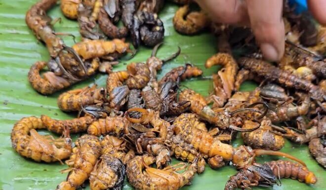 The Terrifying Creature That’s Actually a Delicacy in the Northwest: A Rare Treat for Honored Guests