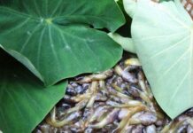 The Ultimate Delicacy in Thanh Hoa: A Culinary Experience That Will Leave You in Goosebumps