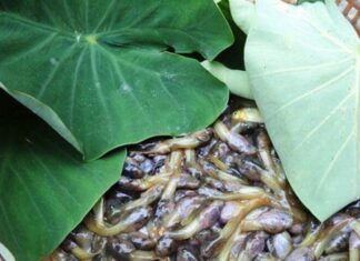 The Ultimate Delicacy in Thanh Hoa: A Culinary Experience That Will Leave You in Goosebumps