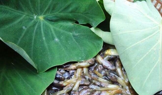 The Ultimate Delicacy in Thanh Hoa: A Culinary Experience That Will Leave You in Goosebumps