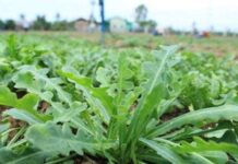 The Heavenly Gift: An Annual Treat Transformed into a Unique and Beloved Delicacy, Priced at 100,000 VND per Kilogram