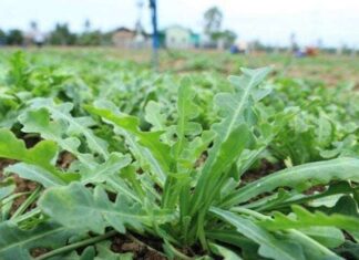 The Heavenly Gift: An Annual Treat Transformed into a Unique and Beloved Delicacy, Priced at 100,000 VND per Kilogram