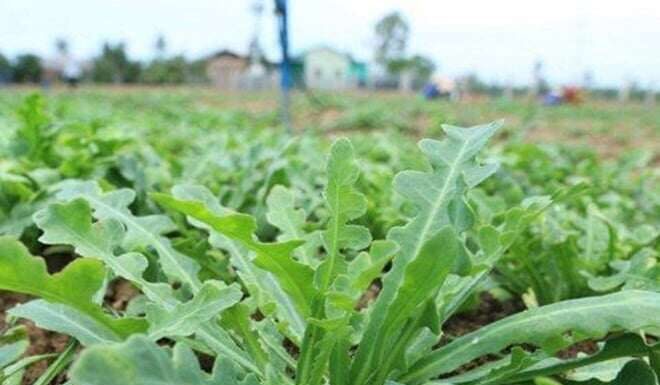 The Heavenly Gift: An Annual Treat Transformed into a Unique and Beloved Delicacy, Priced at 100,000 VND per Kilogram