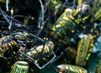 “A Heavenly Delicacy Revealed: From a Reluctant Past to an Urban Favorite, This Rain-Blessed Treat Commands a Premium at $10.80/lb.”