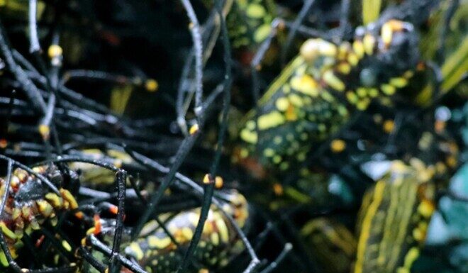“A Heavenly Delicacy Revealed: From a Reluctant Past to an Urban Favorite, This Rain-Blessed Treat Commands a Premium at $10.80/lb.”