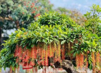 The Ancient’s Wisdom: Three Trees at Home, a Fortune Worth More Than Gold for Generations to Come