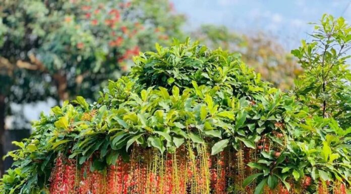 The Ancient’s Wisdom: Three Trees at Home, a Fortune Worth More Than Gold for Generations to Come