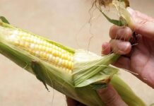 The Ultimate Guide to Corn on the Cob: Unlocking Sweetness Without Sugar