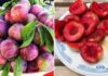 Tuck Into Plums With These 4 Tips to Avoid a Pimple Party!