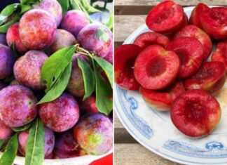 Eat Plums with a Peace of Mind: 4 Tips to Avoid a Pimple Breakout
