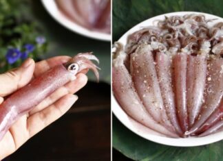 The Ultimate Guide to Steaming Squid: Achieving Tender, Succulent, and Flawless Results